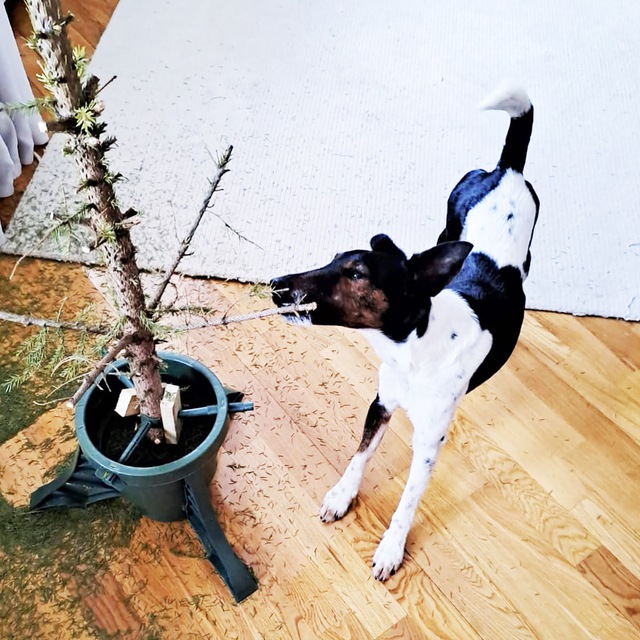 Аватар канала Собака архитектора 🐕