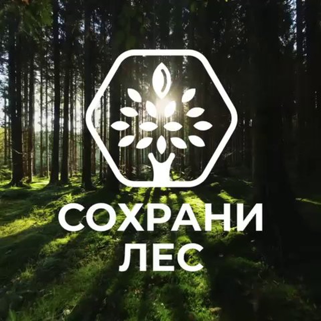 Аватар канала Сохрани лес | Лига Заботы
