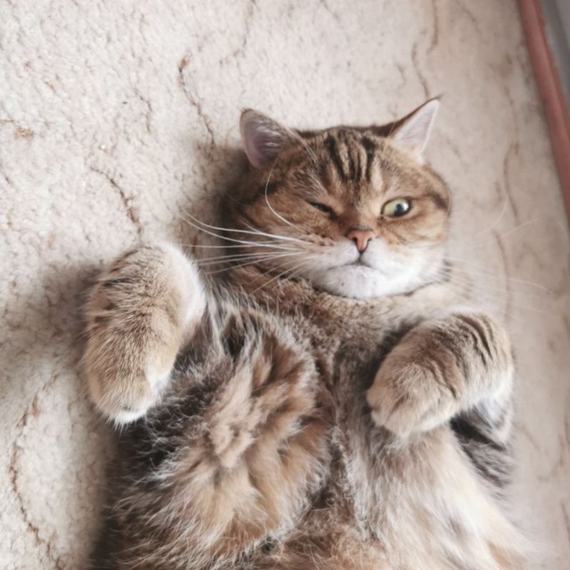 Аватар канала Коты и кошка Крамника