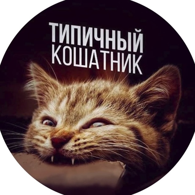 Аватар канала Типичный кошатник