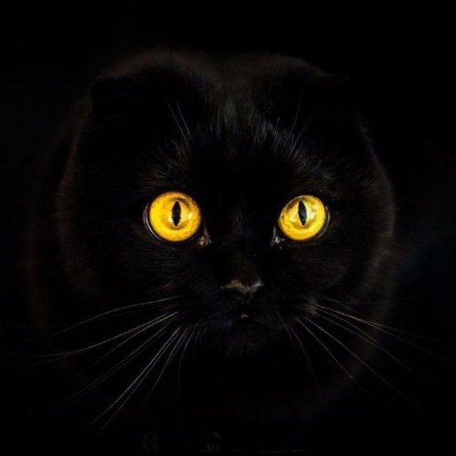 Аватар канала Милые котики😻