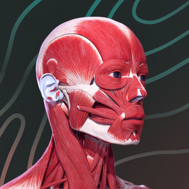 Аватар канала Easy Anatomy – приложение по анатомии