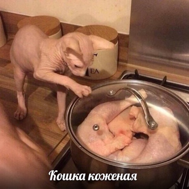 Аватар канала Nocatnoskin