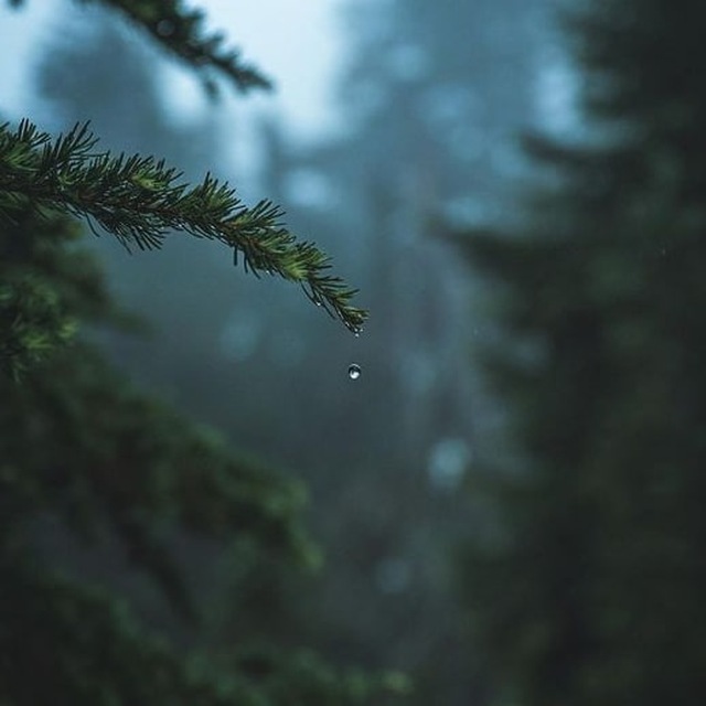 Аватар канала Petrichor