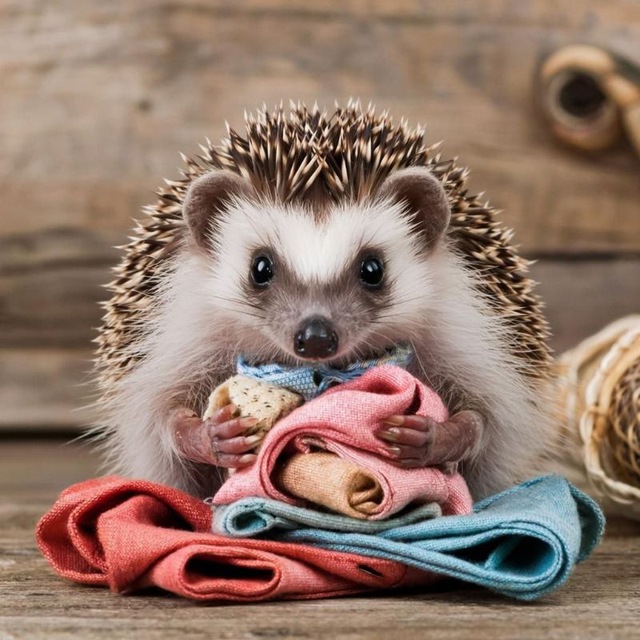 Шьёжик 🦔🐾
