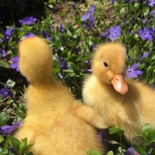Аватар канала лунапик 🐣