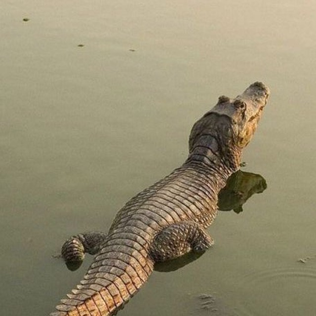 Аватар канала Будни крокодила🐊