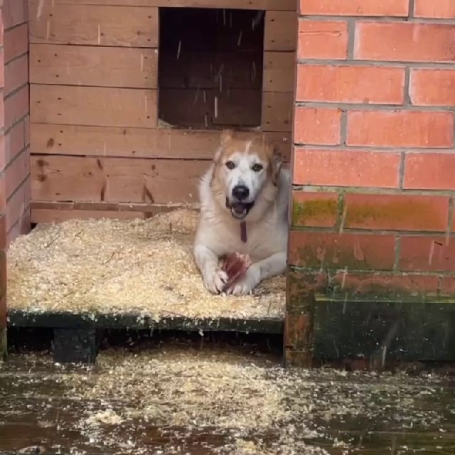 Аватар канала Хвосты с надеждой🐾 Eyes of dogs🐾