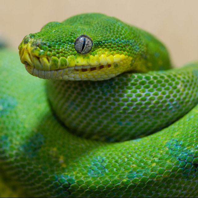 Аватар канала Разъяснивший Python