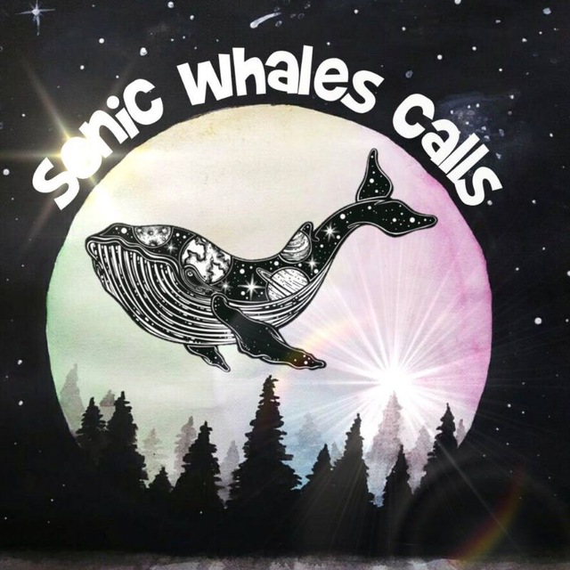 Аватар канала 🐳Sonic Whales® Calls🐳
