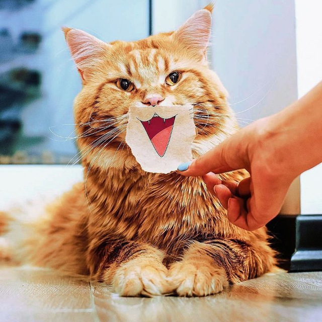 Аватар канала CATS