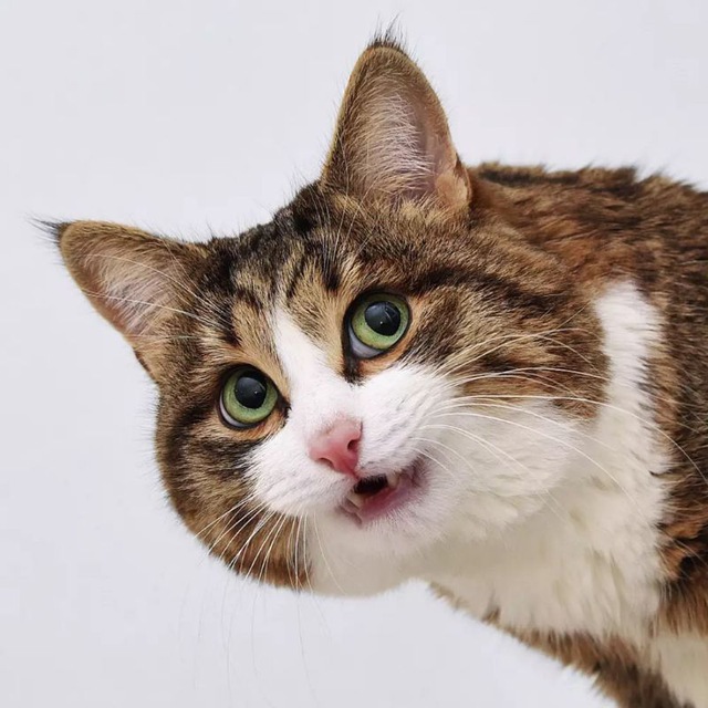 Аватар канала Rexiecat