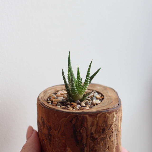 Аватар канала Суккуленты Саши 🌵