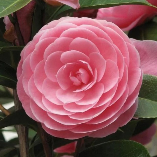 Аватар канала Camelliia_decor
