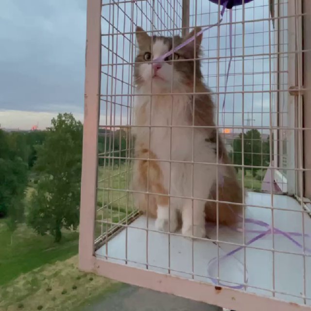Аватар канала Балкон для Кошки