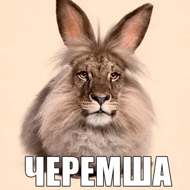Аватар канала not_me_dota