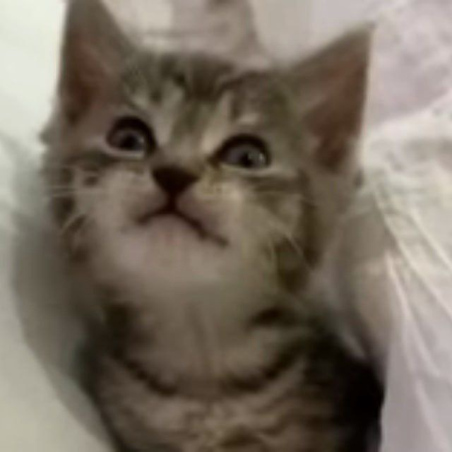 Аватар канала DrunkenCatsDao