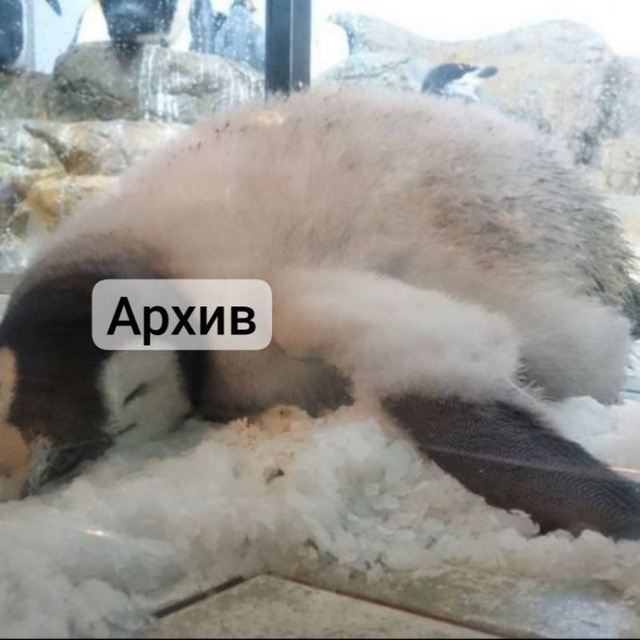 Аватар канала камика АРХИВ ТОЧНО ОК