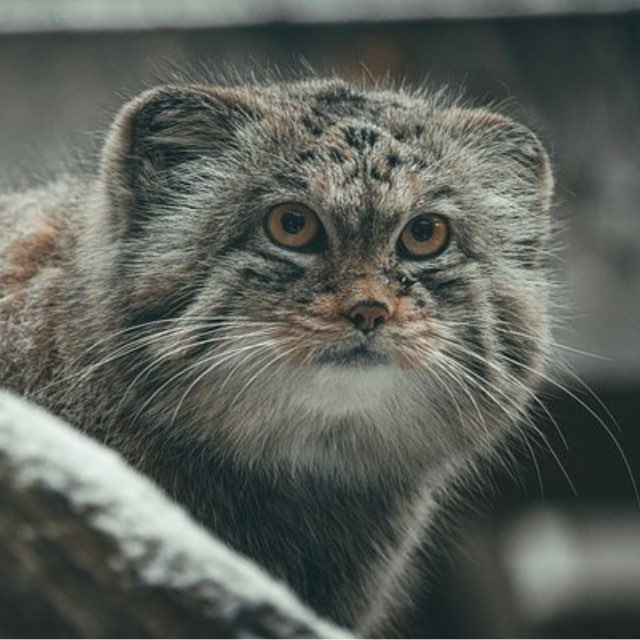 Аватар канала дурви