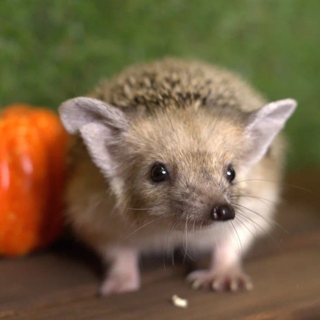 Аватар канала Ежеминутка | Казань 🦔