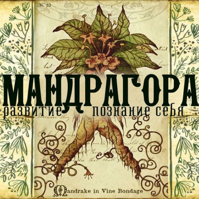 Аватар канала Мандрагора