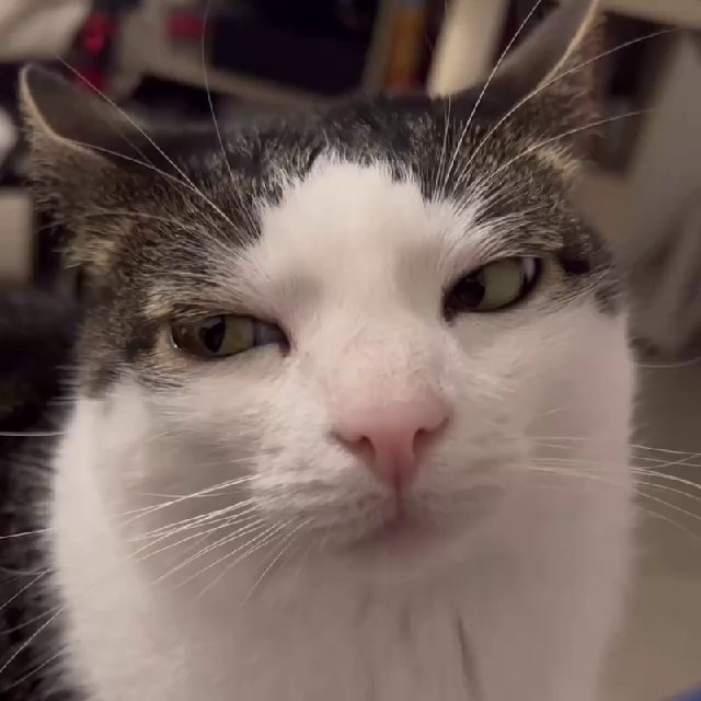 Аватар канала Catельная