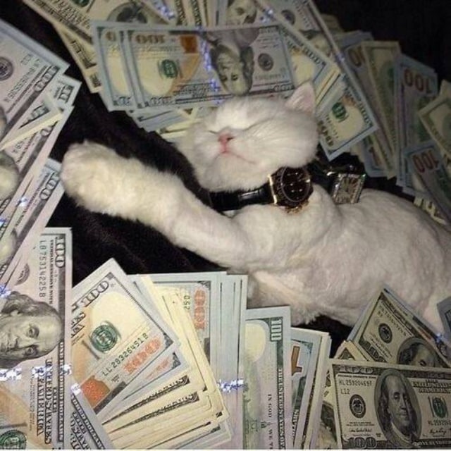 Котик в баксах