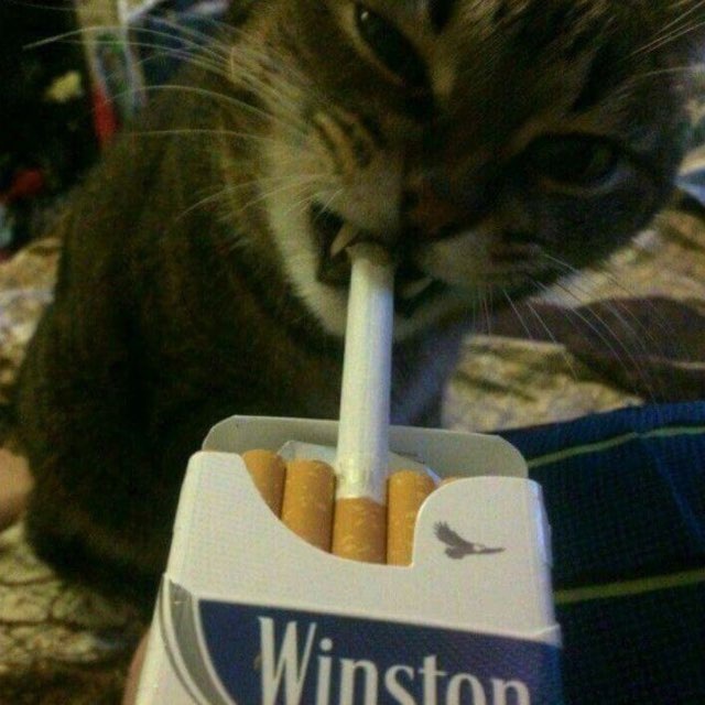 Аватар канала meowkaxd