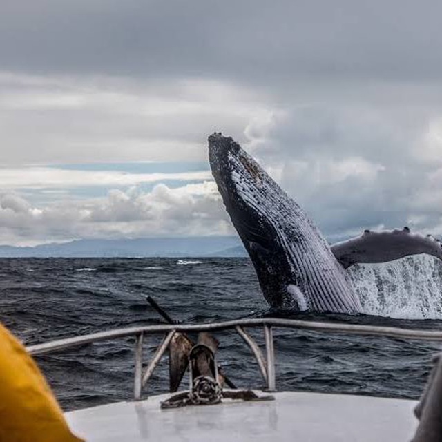 Аватар канала Ocean