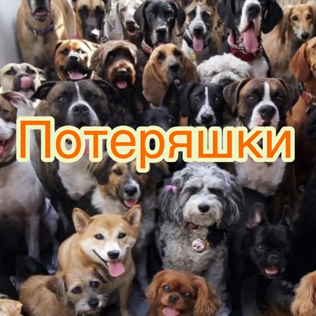 Аватар канала Ищу тебя! Россия .Посты о потерянных и найденных животных по всей России.