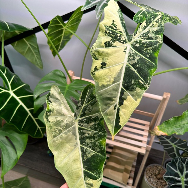 Аватар канала Mari’s plants | Излишки