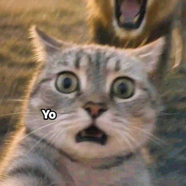 Аватар канала Memes El Gato Nocturno