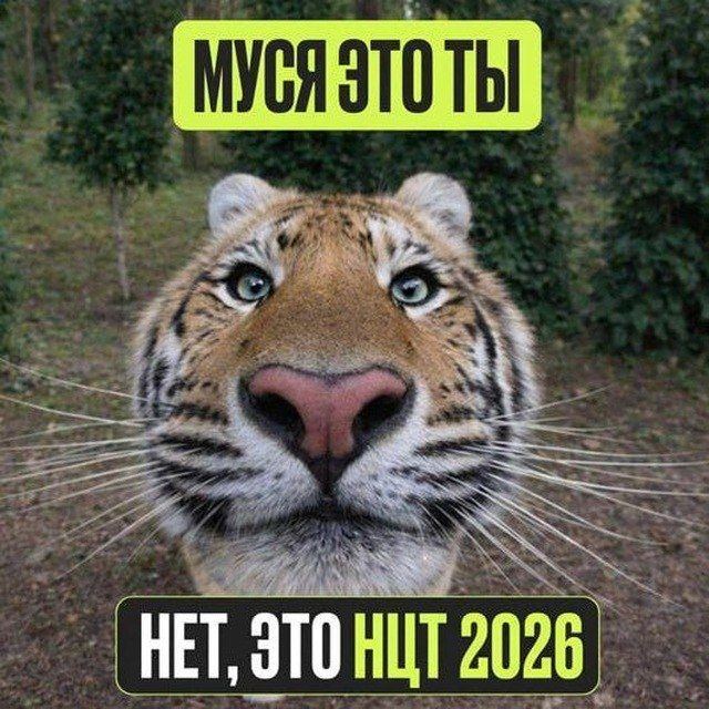 Аватар канала НЦТ / ГОСЫ 2026 Кыргызстан