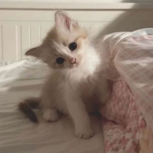 психомемы <3