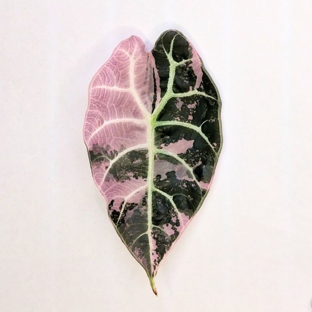 цветы.PRO/ПРО🌱💚
