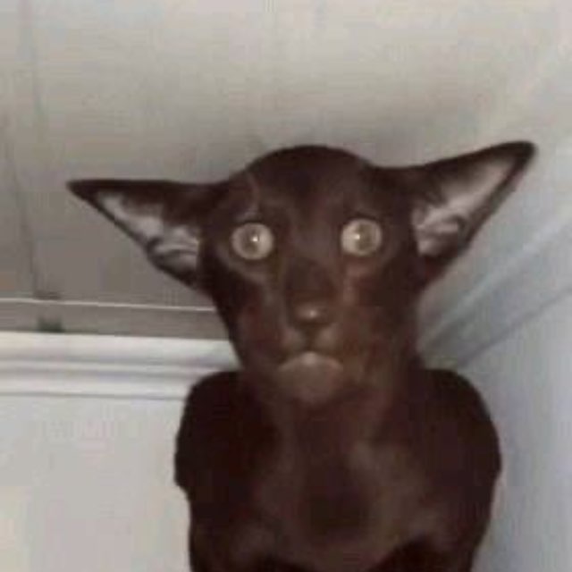 Аватар канала cats