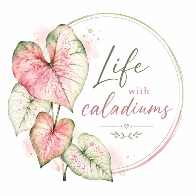 Аватар канала Life with caladiums🌱