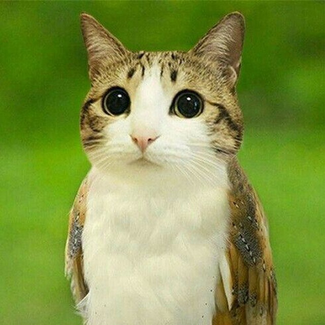 Аватар канала [РАЗМОРОЖЕН]!ПЕРЕХОДНИК! 🥳_"meowl"_🥳(18+)