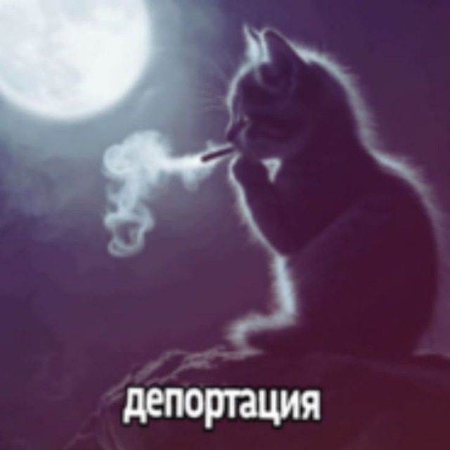 Аватар канала 𝖜𝖎𝖑𝖉 𝖎𝖓𝖋𝖗𝖊𝖙𝖎𝖘