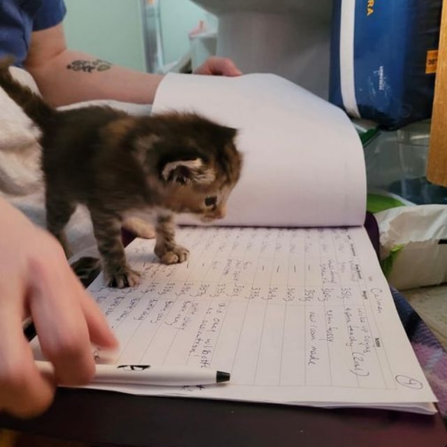 Аватар канала Котята учатся