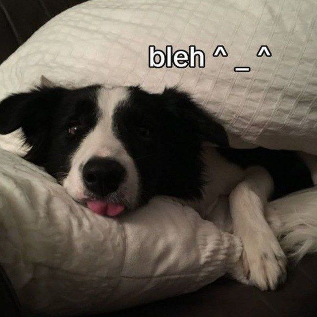 Аватар канала 🐾 | Border Collie cf