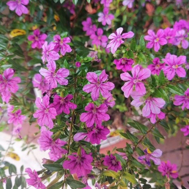 Аватар канала Flowers&more🌸