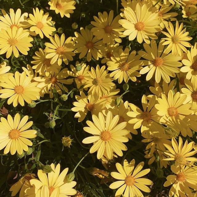Аватар канала :: venchik info