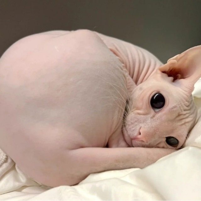 Аватар канала [набор впшеров] sphynx confession