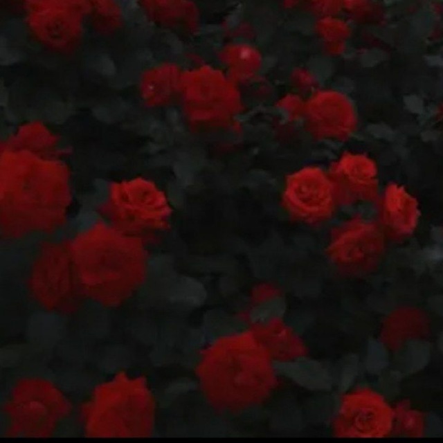 Аватар канала ::INFO//EOTM🌹