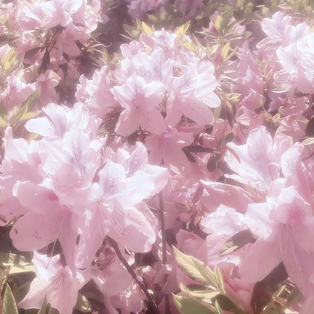 Аватар канала ⋆.ೃ࿔🌸*:･Field of flowers⋆.ೃ࿔🌸*:･