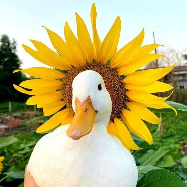Аватар канала ˖ ݁𖥔 Ducks ! ! ! [CF/Daily]