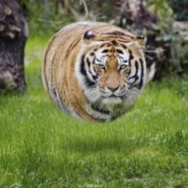 Аватар канала PurpleTiger LIVE
