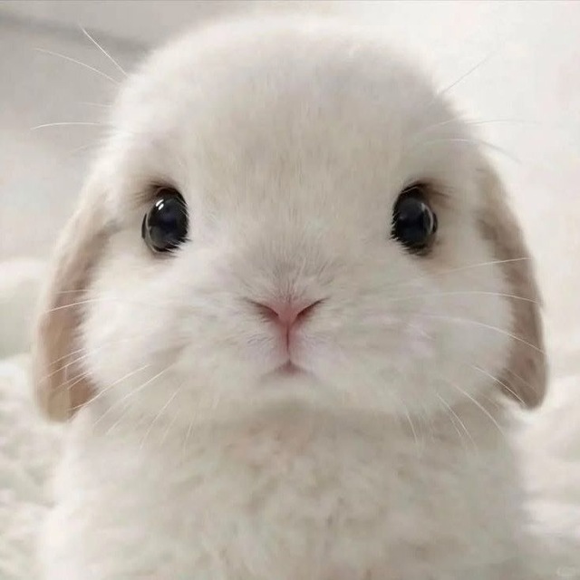 Аватар канала ᅠакемиша🐰