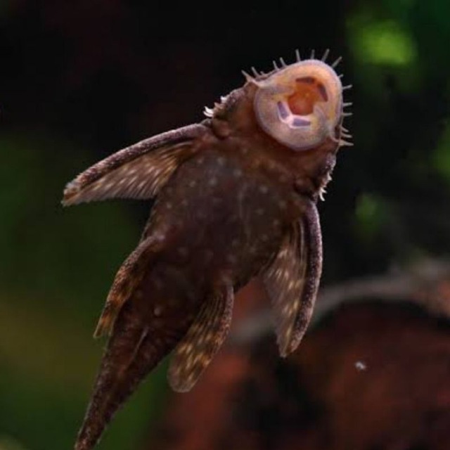 Аватар канала Pleco-chan confession